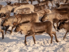 Renifery i nauka. Prof. UPP: Bajecznych hipotez jest całkiem sporo
