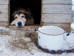 „Banda nieudaczników siedzi na łańcuchu szefa”. Dziennikarka ostro o politykach