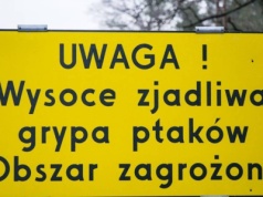 Wysyp nowych ognisk ptasiej grypy. Tylko w jednym gospodarstwie do likwidacji ponad 100 tys. kur