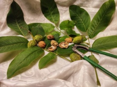 Orzechy włoskie mają moc właściwości zdrowotnych. Wspierają serce i mózg. Sprawdź, na co pomaga olejek z orzechów włoskich i orzechówka