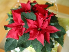 Gwiazda betlejemska więdnie? Ta przyprawa przywróci jej wigor