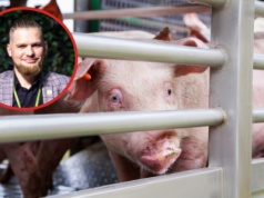 Czarniak: Głodowe stawki dla hodowców. Rolnicy pod presją importu i nowych przepisów