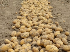 Braki magazynowe hamują produkcję ziemniaków na Ukrainie – czy to szansa dla polskich eksporterów?