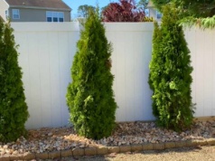 Zbuduj zieloną ścianę z tej rośliny. Hit 2025 roku, deklasuje nudne tuje