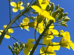 Nowe lokalne dołki notowań rzepaku