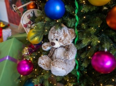 Kup go zamiast zwykłej choinki, a potem wsadź do ziemi. Bez problemu zastąpi tuje. Jest mocniejszy