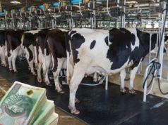 Jak efektywnie produkować mleko w nowych realiach rynku i klimatu? Zapraszamy na nasze Forum Mleko!