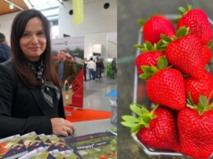 Nowa odmiana średnio wczesnych truskawek – ‘Meggy’ wkracza na polski rynek. Co o niej wiemy?