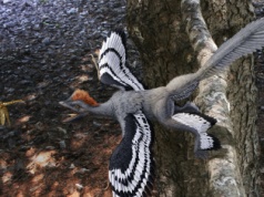 Opierzony stwór wreszcie rozwiązał tajemnicę. Wystarczy się przyjrzeć