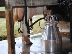 Nadpodaż zalewa rynek mleka. Co czeka polskich hodowców?