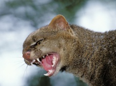 Tajemniczy drapieżnik trafił do Polski. To duch lasu, mityczne stworzenie