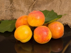 Czy amigdalina (B17) jest skuteczna na nowotwory? Rzetelna analiza.