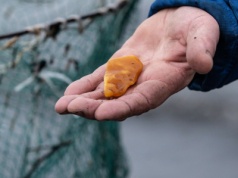 "Takie cudeńka, prawie kilogram". Nad Bałtykiem trwa istny wysyp
