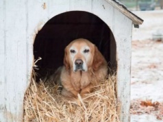 Gmina prosi o słomę i siano na ocieplenie psich bud