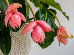 Zapomnij o storczykach. W tym sezonie to ona rządzi na parapetach