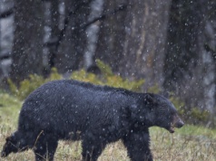 Słynny niedźwiedź eksmitowany z piwnicy. Szuka nowego domu