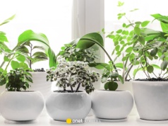 Pleśń znika, gdy stoją w domu. 7 roślin polecanych przez ekspertów