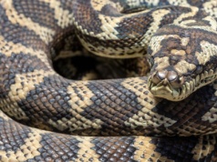 Koszmar po przebudzeniu. "Masz na sobie 2,5-metrowego pytona"