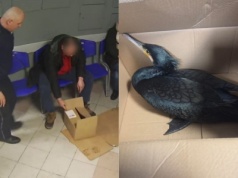 Pabianice: pan przyniósł rannego kormorana na komendę, policja zorganizowała pomoc