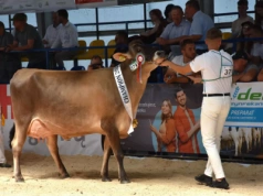 Największa wystawa bydła wraca po przerwie. Jest data i lokalizacja