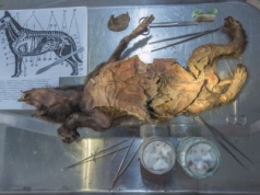 W żołądku wilka znaleziono cały genom nosorożca włochatego. Gatunek nie wyginął przez ludzi?