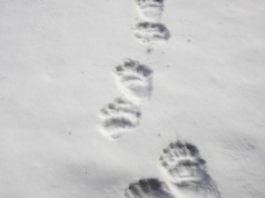 Jeszcze "ciepły" niedźwiedzi trop. Leśnicy pokazali szokujące zdjęcia