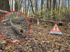Wycinka drzew na Lisiej Górze dzieli Rzeszów? Mieszkańcy protestowali, zapowiedziano kolejne prace