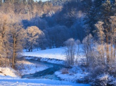 Na tropie leśnych zwierząt. Zimowy quiz przyrodniczy dla każdego