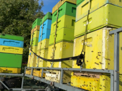 Obowiązkowa rejestracja każdego ula i przydomowej pasieki. Duże zmiany dla pszczelarzy