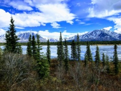 Kontrowersyjny pomysł na redukcję emisji: Czy zatopienie lasów rozwiąże problem?