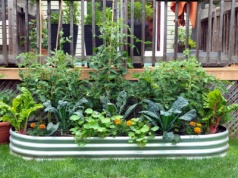 Wybrali trującą roślinę roku 2026. Wcale nie rośnie w dżungli. Uprawiasz ją w ogrodzie