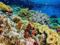 Nadal odkrywamy nowe gatunki. I to szybciej niż kiedykolwiek