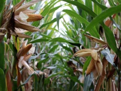 Austria: doskonałe zbiory zbóż