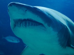 Neolityczni łowcy rekinów. Nowe odkrycie kwestionuje przekonania na temat prehistorii