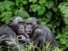 Związki homoseksualne u małp naczelnych. Co na to ewolucja?