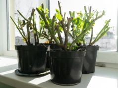 Wsadź obierki do słoika. Tak zaczynamy budzić pelargonie z zimowego snu