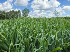 Optymalny program ochrony zbóż. Zobacz, jak zoptymalizować koszty i nie stracić plonów