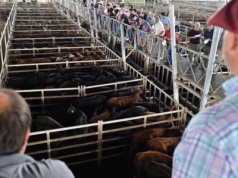 Prof. SGH o umowie UE–Mercosur: kontyngenty i „ceny wejścia” mają chronić rolników