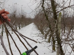To ostatni moment. Kiedy pobierać zrazy do szczepienia drzew?