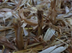 Ile rozkłada się słoma po kukurydzy? Od gleby i pogody zależy więcej, niż myślisz