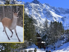 Pojawiły się na drodze do Morskiego Oka. "Wspaniałe wideo"
