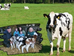 Weterynarz nie wierzył własnym oczom. Krowa urodziła pięcioraczki