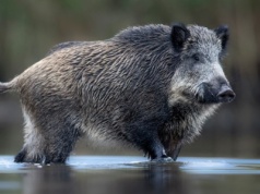 Strefa zakażenia ASF na Podkarpaciu z zakazem polowań. Myśliwy: to absurdalna decyzja