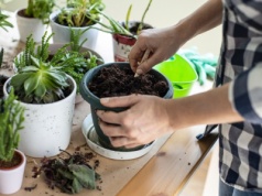 Kup w markecie i włóż do doniczki. Zapomnisz o przeziębieniu