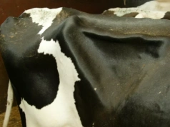 Wystarczy jedno spojrzenie. Dół głodowy zdradzi, jak jadła krowa