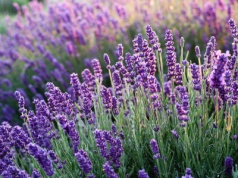 "Chaszcze" na rondzie przy ul. Gościnnej i Kolistej zamiast łąki kwietnej