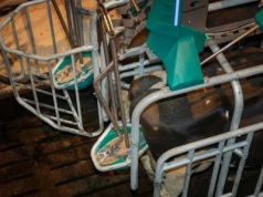 Nowość w oborze. Toaleta dla krów ogranicza emisję gazów