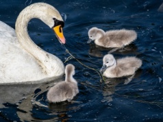 Od Arki Noego do gołębia pokoju: świat zwierząt w refleksjach papieży