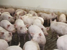 ASF i Chiny mieszają na rynku świń. Nadchodzą trudne miesiące