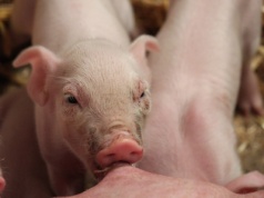 Wielka Brytania zmienia strategię dobrostanu zwierząt